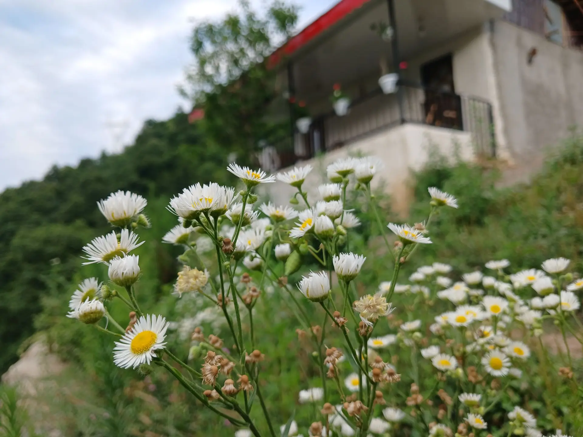 ویلای جنگلی گردنه حیران