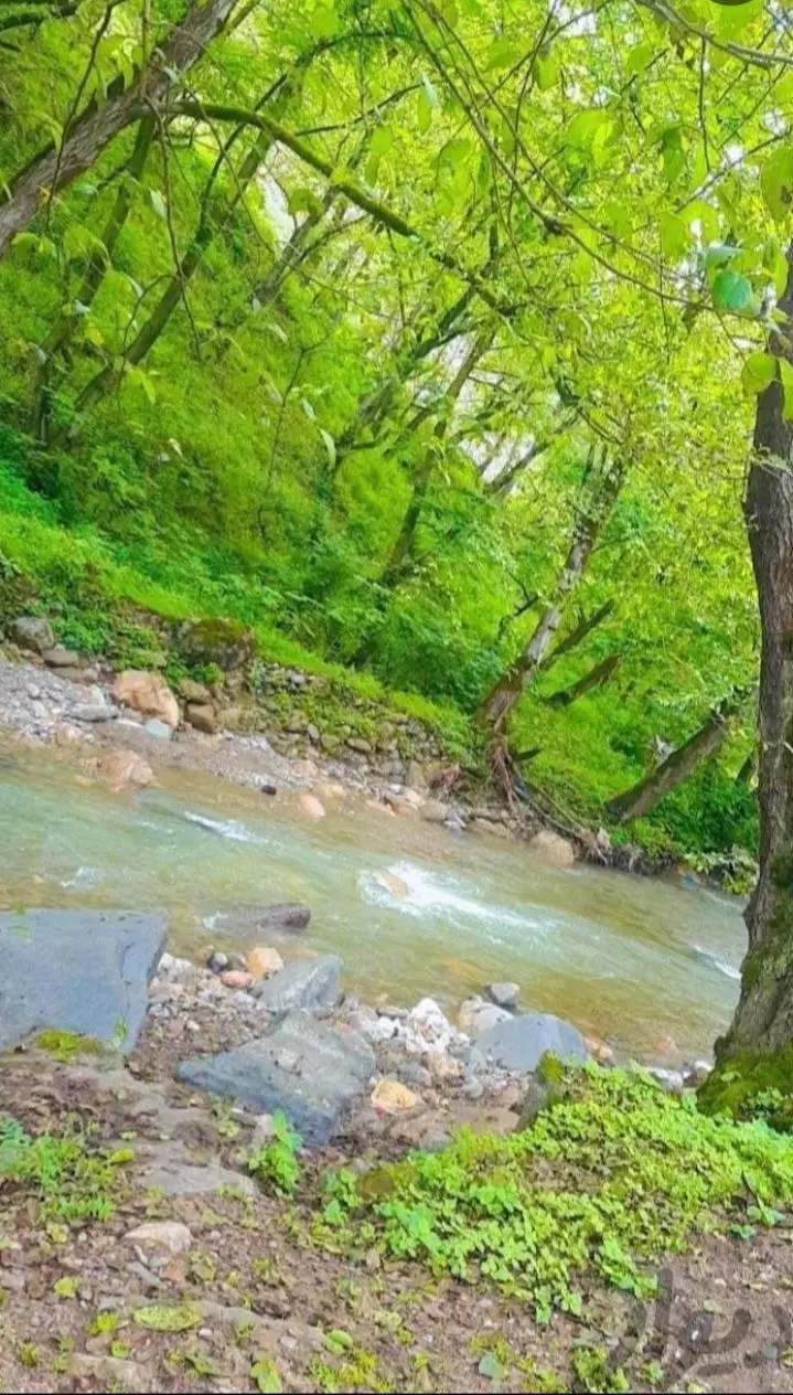 ویلا جنگلی 