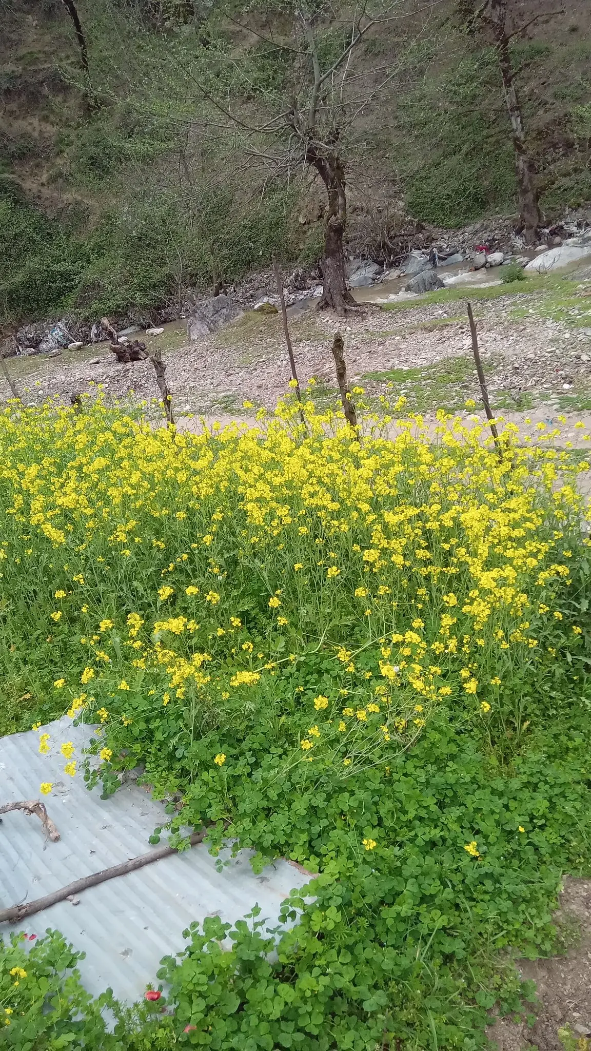 ویلا جنگلی 
