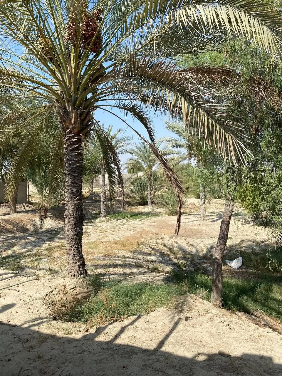 بوم گردی مغ واحد ۲