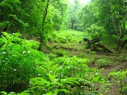 آواتار میزبان