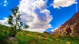 حسین عباسی کریک