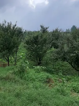 آواتار میزبان
