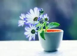 مجید طالب زاده