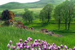آواتار میزبان
