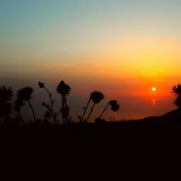 آواتار میزبان