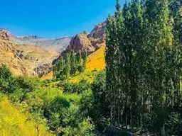کوثر بردبار