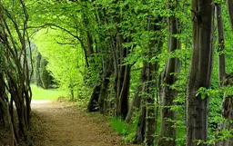 آواتار میزبان