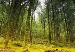آواتار میزبان
