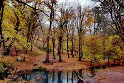 آواتار میزبان