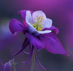 آواتار میزبان