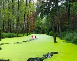 آواتار میزبان