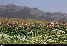 کاربر جدید