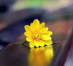 شیوا امرایی