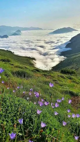 آواتار میزبان
