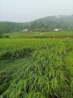 آواتار میزبان