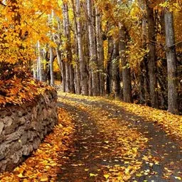 آواتار میزبان