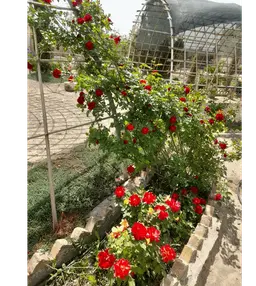 آواتار میزبان