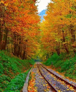 آواتار میزبان
