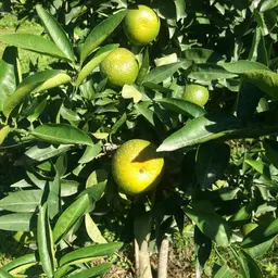 آواتار میزبان