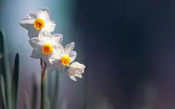 آواتار میزبان
