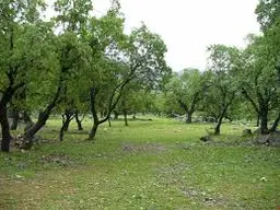 آواتار میزبان