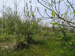 آواتار میزبان