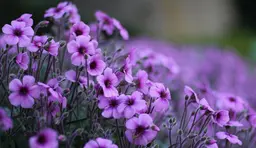 آواتار میزبان