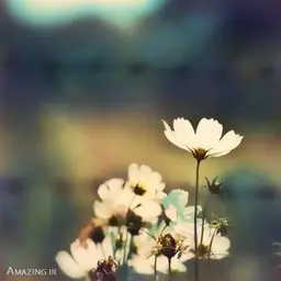 آقای پور احمدی