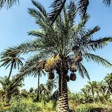 مصطفی فرحانی