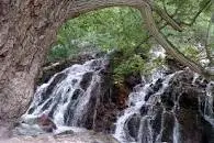 آواتار میزبان