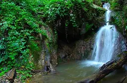 آواتار میزبان
