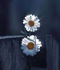 آقای افشار
