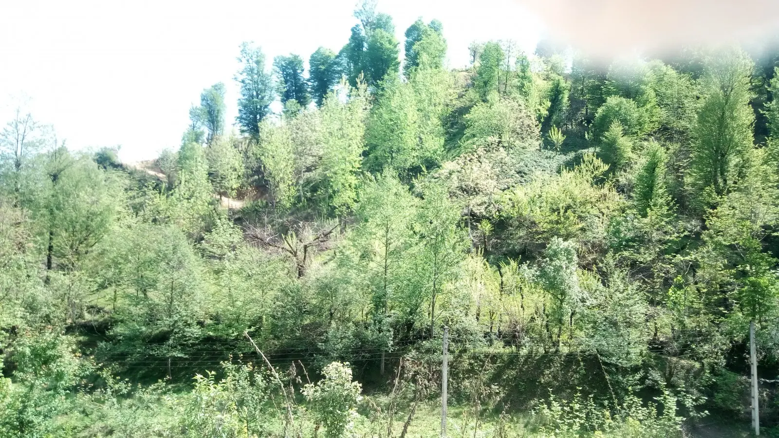اجاره ویلای جنگلی در فومن