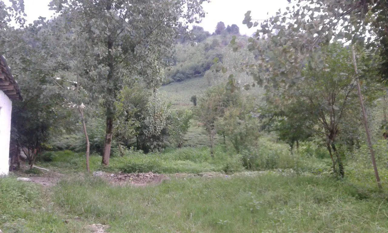 کلبه اجاره ای جنگلی سرسبز و زیبا در فومن