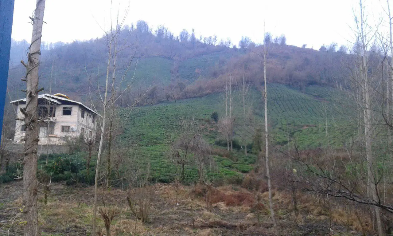 کلبه اجاره ای جنگلی سرسبز و زیبا در فومن