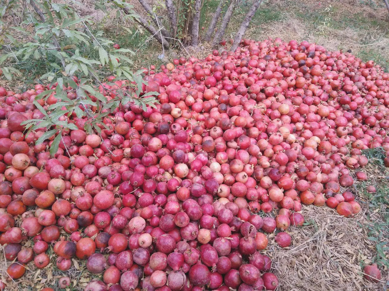 اقامتگاه بوم گردی در شاهدیه