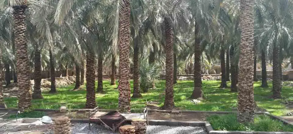 اقامتگاه بوم گردی نخلستان در نرماشیر