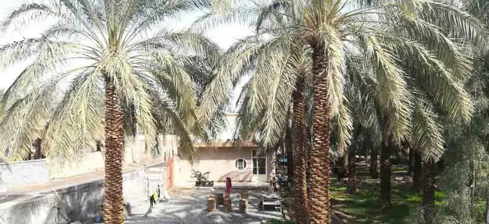 اقامتگاه بوم گردی نخلستان در نرماشیر