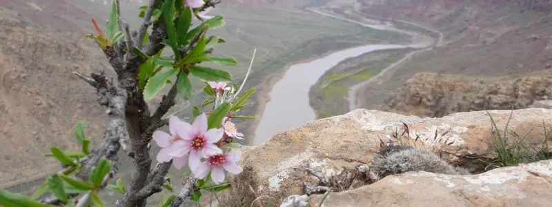 اجاره ویلا جلفا