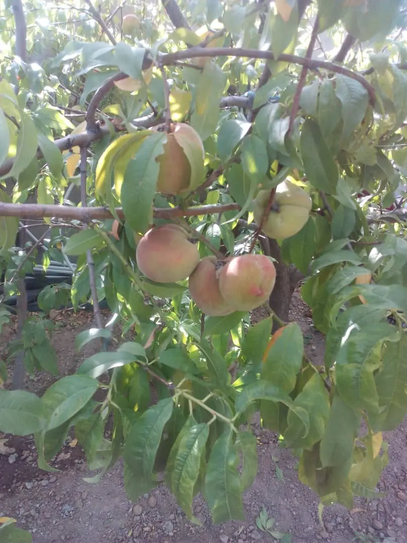 اجاره خانه در رازمیان
