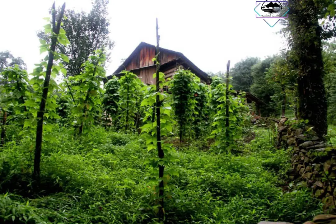 اجاره کلبه جنگلی روزانه در سوادکوه