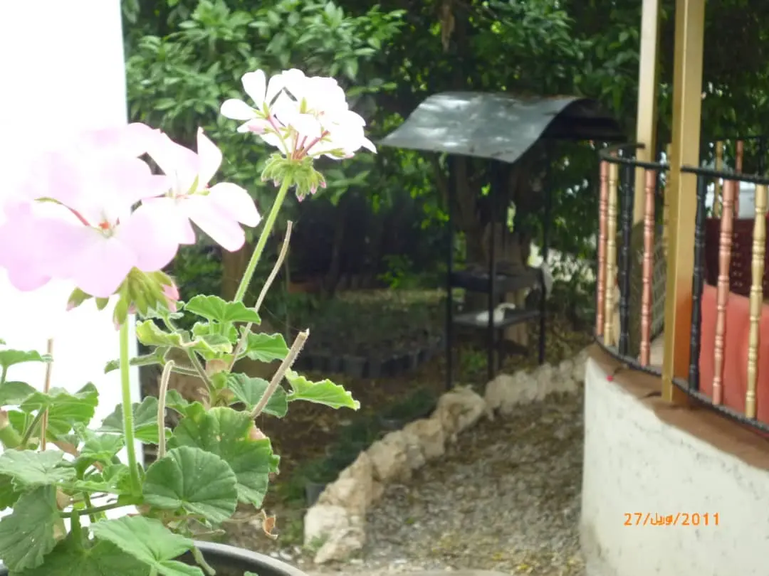 اجاره روزانه ویلای جنگلی در کتالم