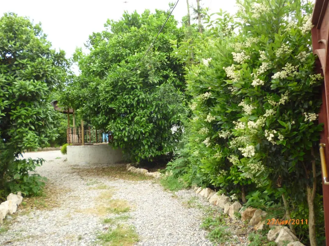 اجاره روزانه ویلای جنگلی در کتالم