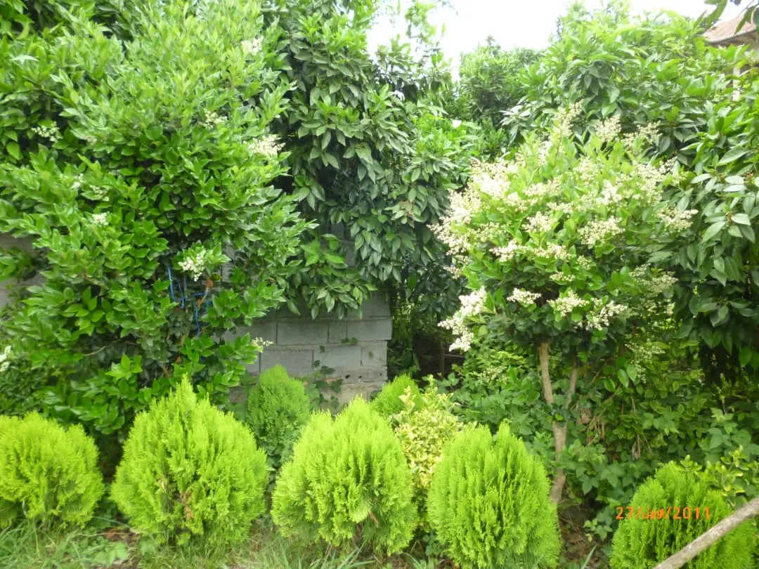 اجاره روزانه ویلای جنگلی در کتالم