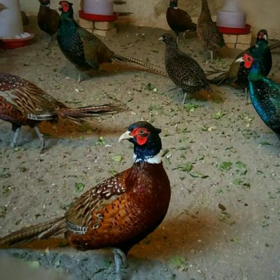 ویلا دوخوابه سنتی طالقان