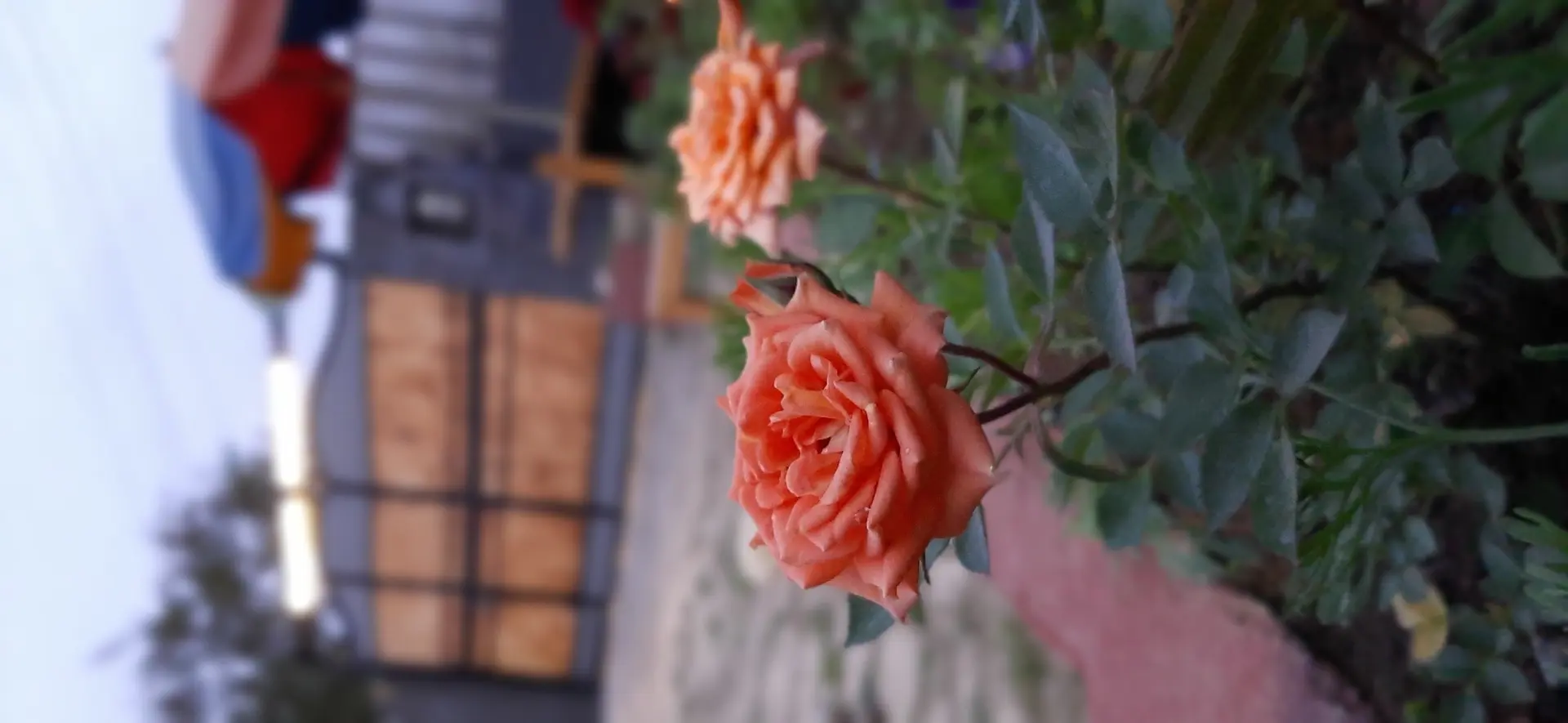 اجاره کلبه چوبی جنگلی ماسال