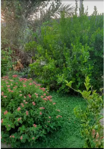 اجاره خانه ویلایی در برازجان