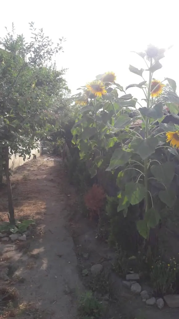 ویلای ساحلی لب دریا در دستک 