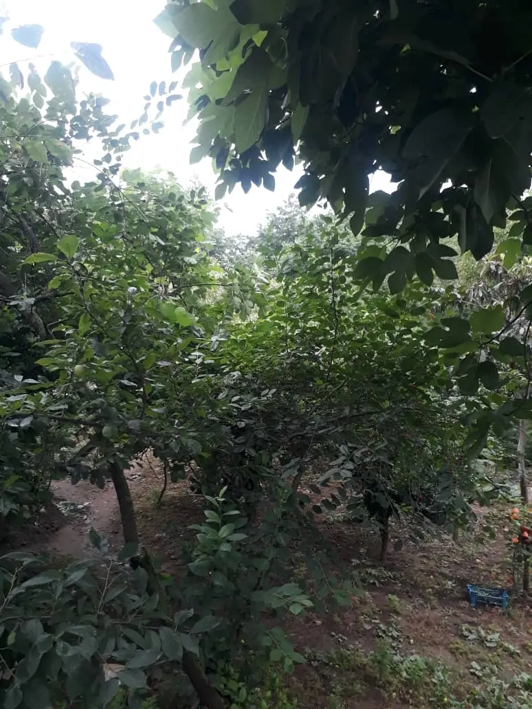 رزرو منزل یک خواب در ماسال